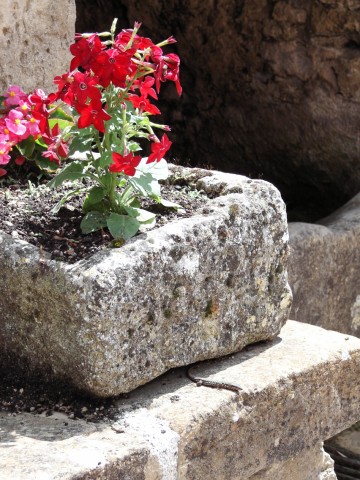 Fleurs à la fontaine